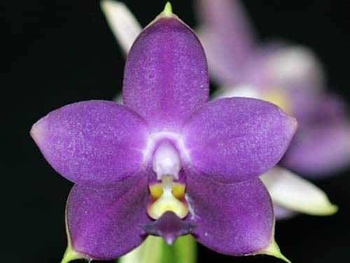 Mounted Orchid: Phalaenopsis Violacea