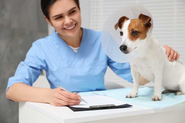 Pet Insurance Waiting Periods