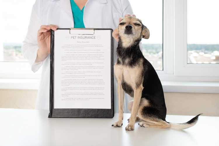 Pet Sitting Insurance Guide
