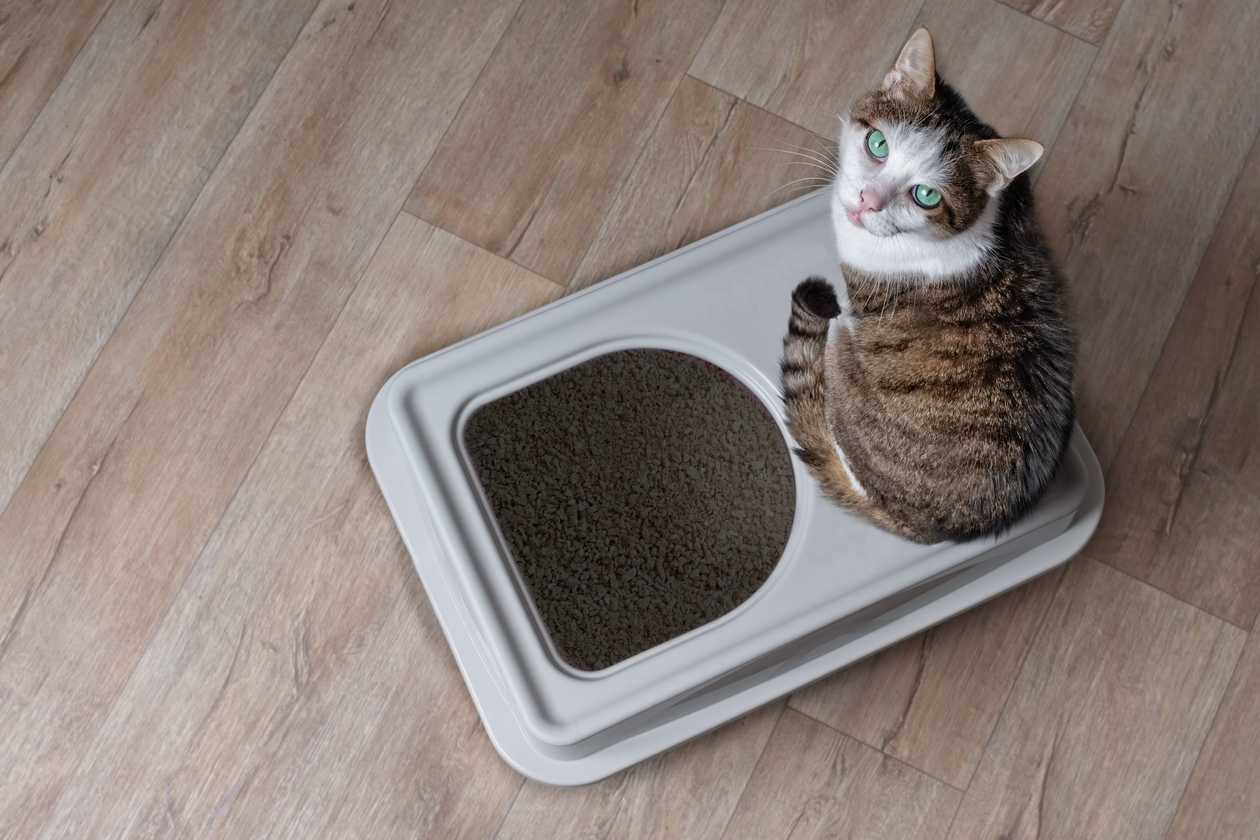 How To Clean a Litter Box