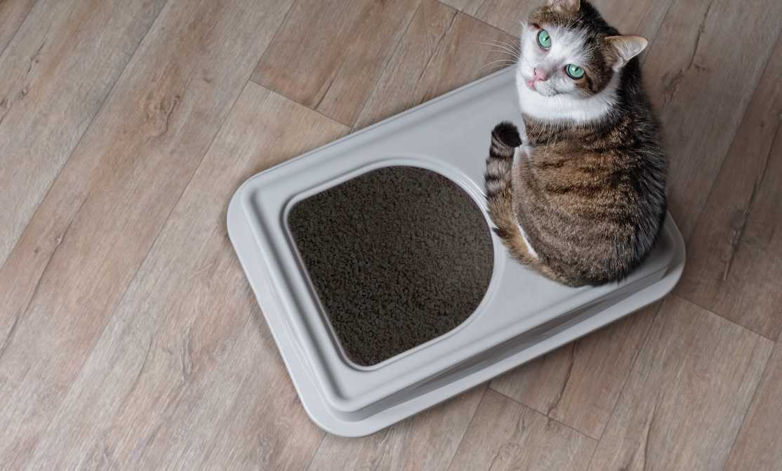 How To Clean a Litter Box