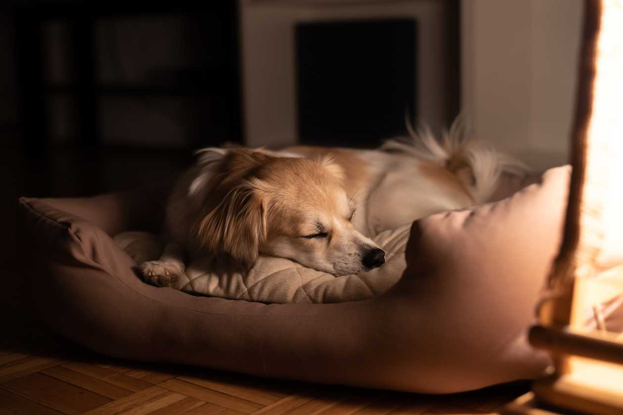 Dog sleeping in his bed
