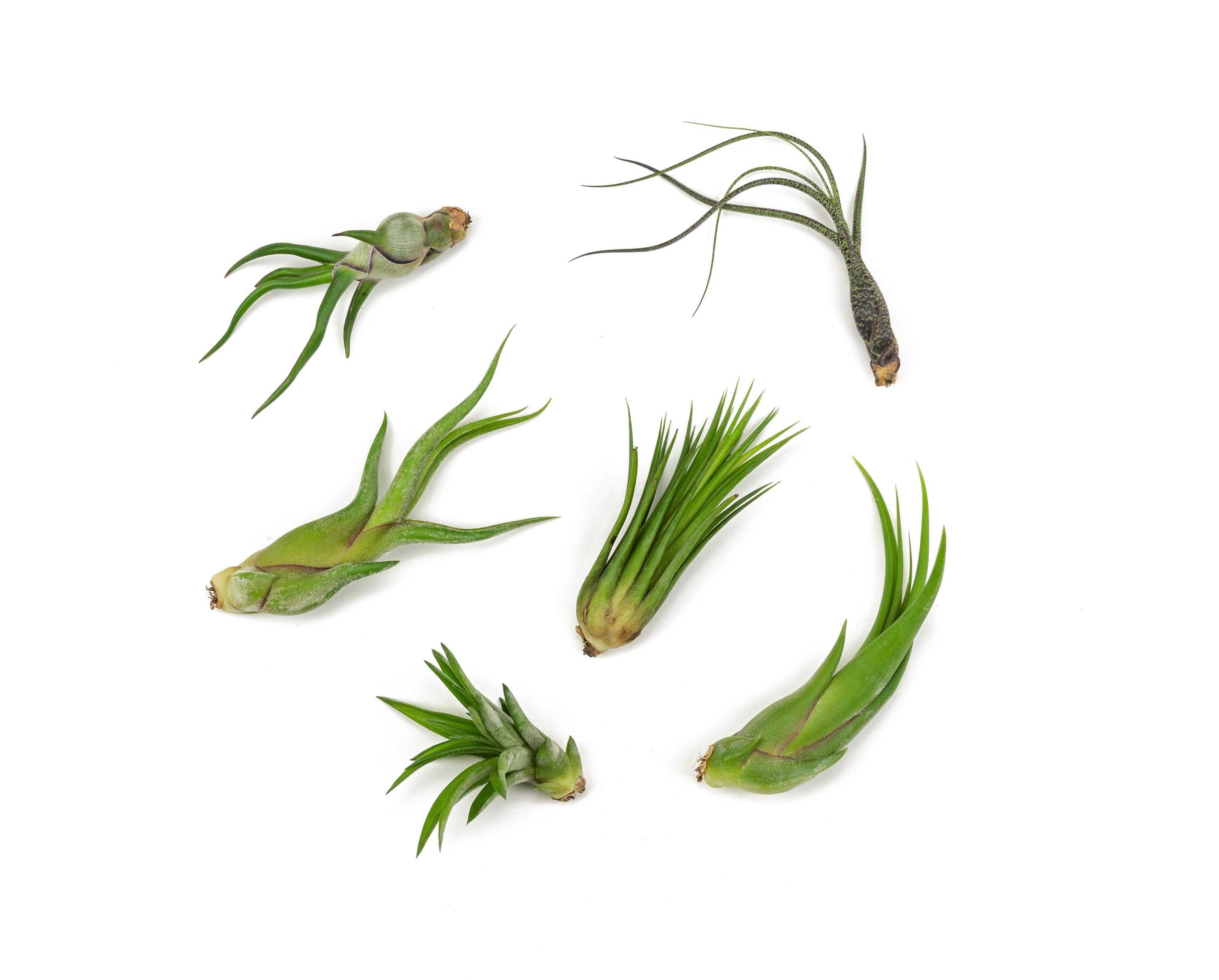 Altman Plants Air Plant House Plant in 6-in | 0881174