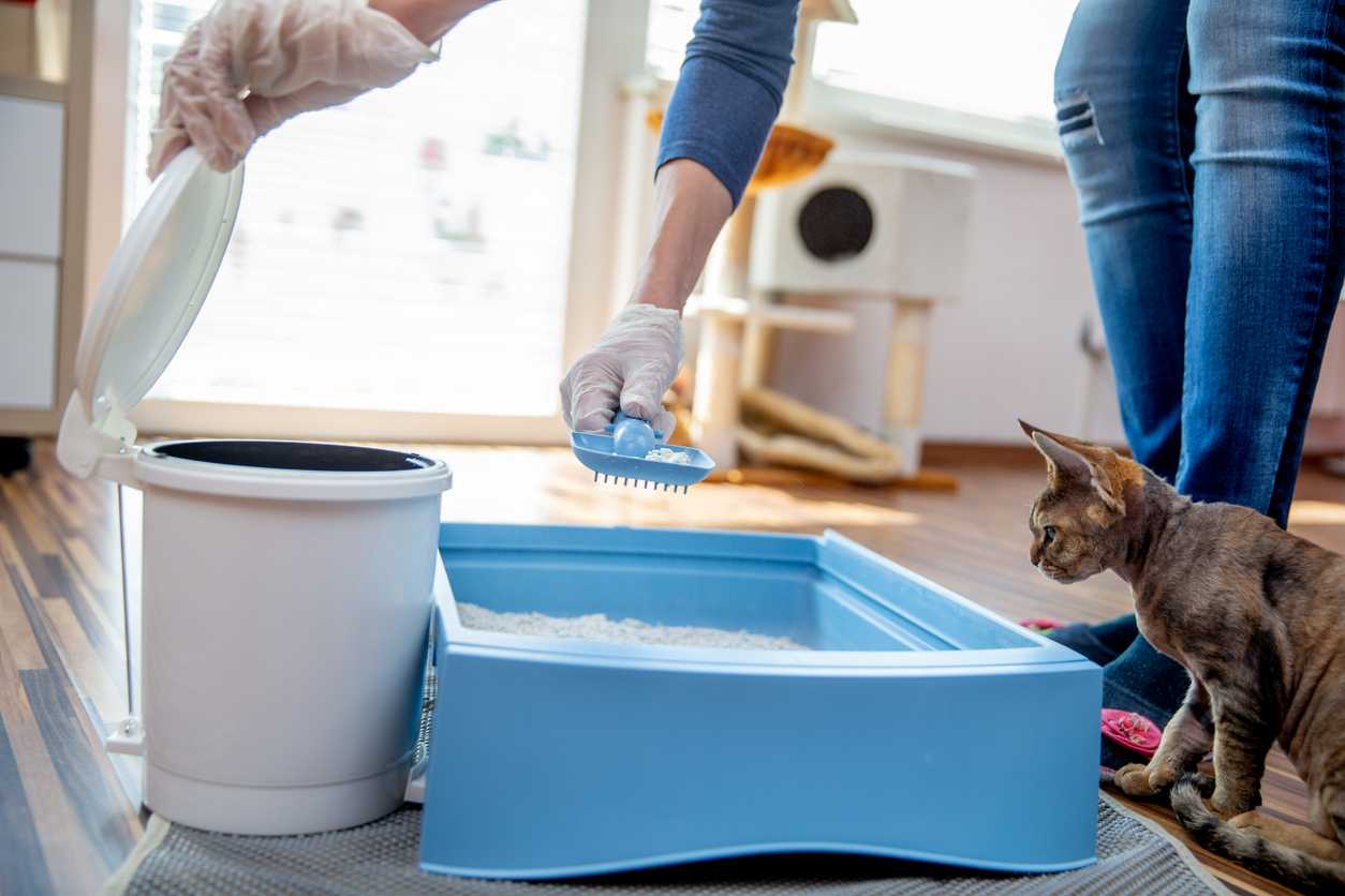 How Often to Clean a Litter Box