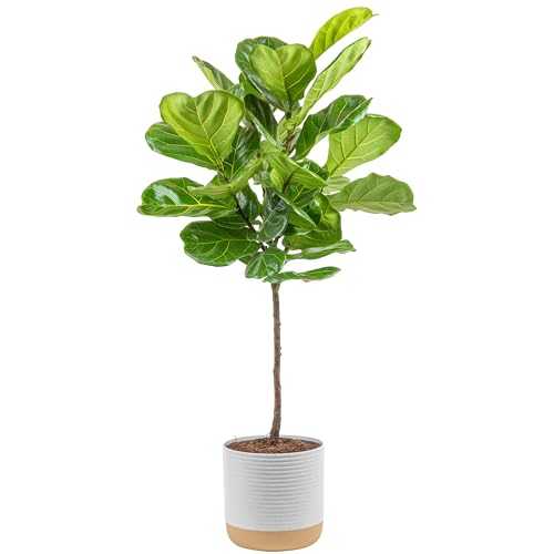 Costa Farms Fiddle Leaf Fig Tree, Ficus Lyrata Live Indoor Plant Potted in Indoor Garden Plant Pot