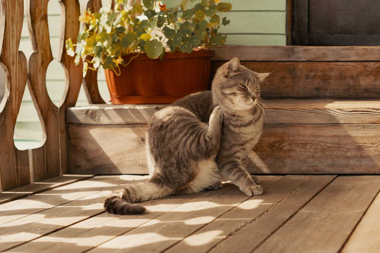 Best Flea Treatments for Cats