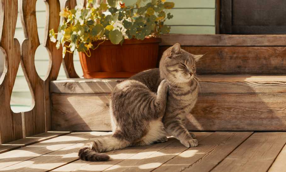 Best Flea Treatments for Cats