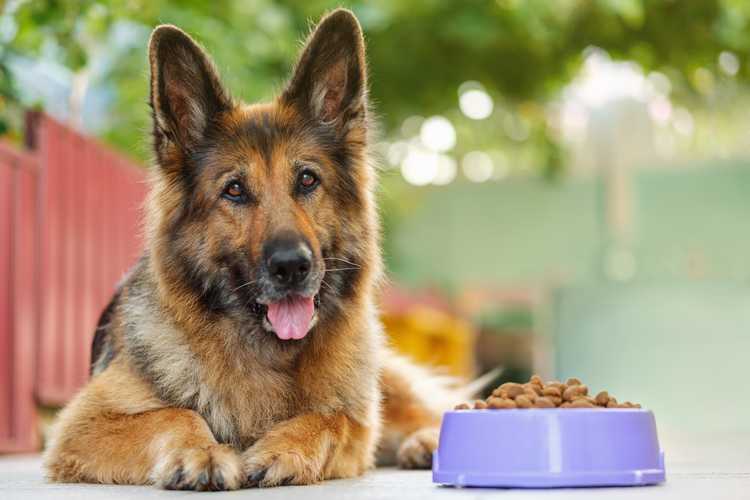 Best Dog Food for Weight Loss