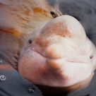 pink river dolphin