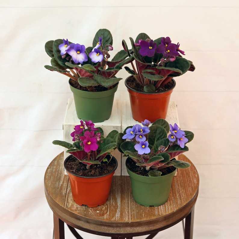 Miniature African Violets