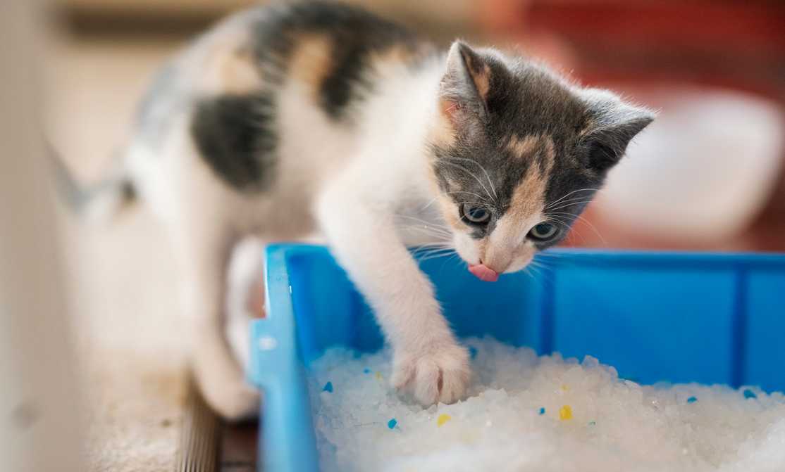 Best Litter Box for Your Cats