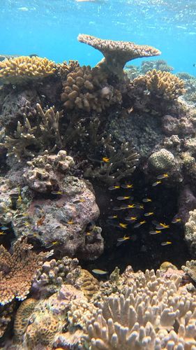 underwater image in Australia 2