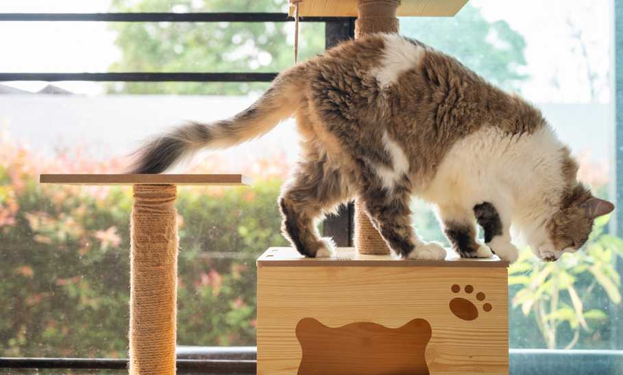 Best Cat Trees