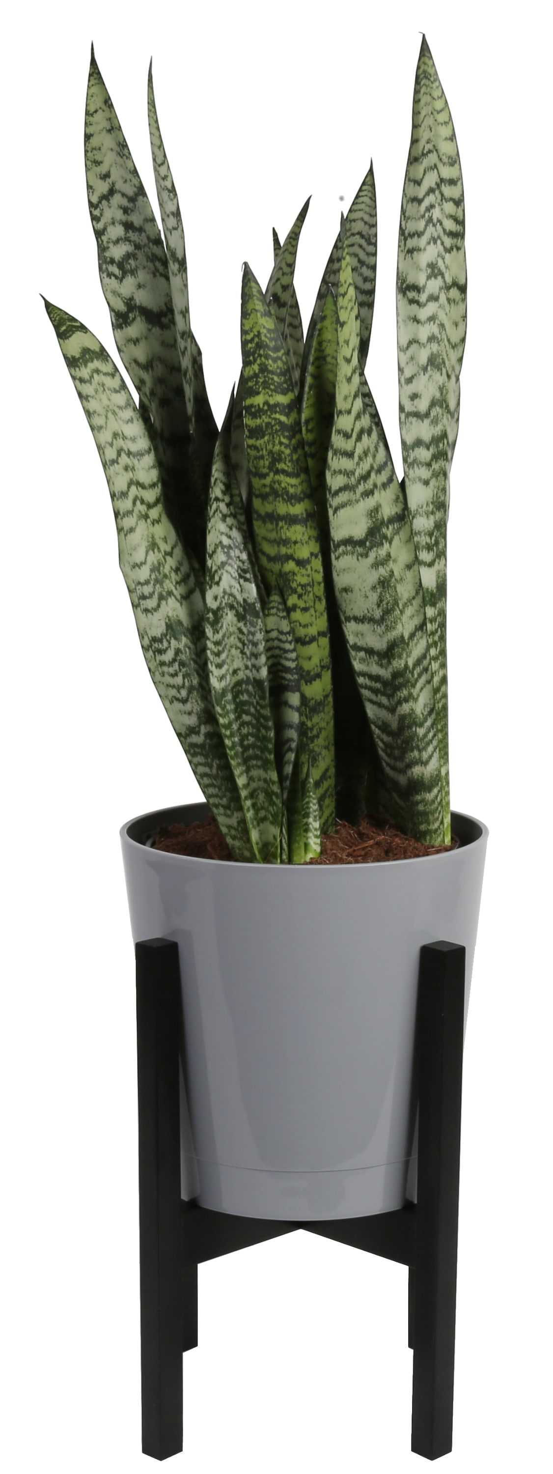 Costa Farms Sansevieria Snake Plant House Plant in 10-in Pot | L-SAN-S-GMC-01-LW