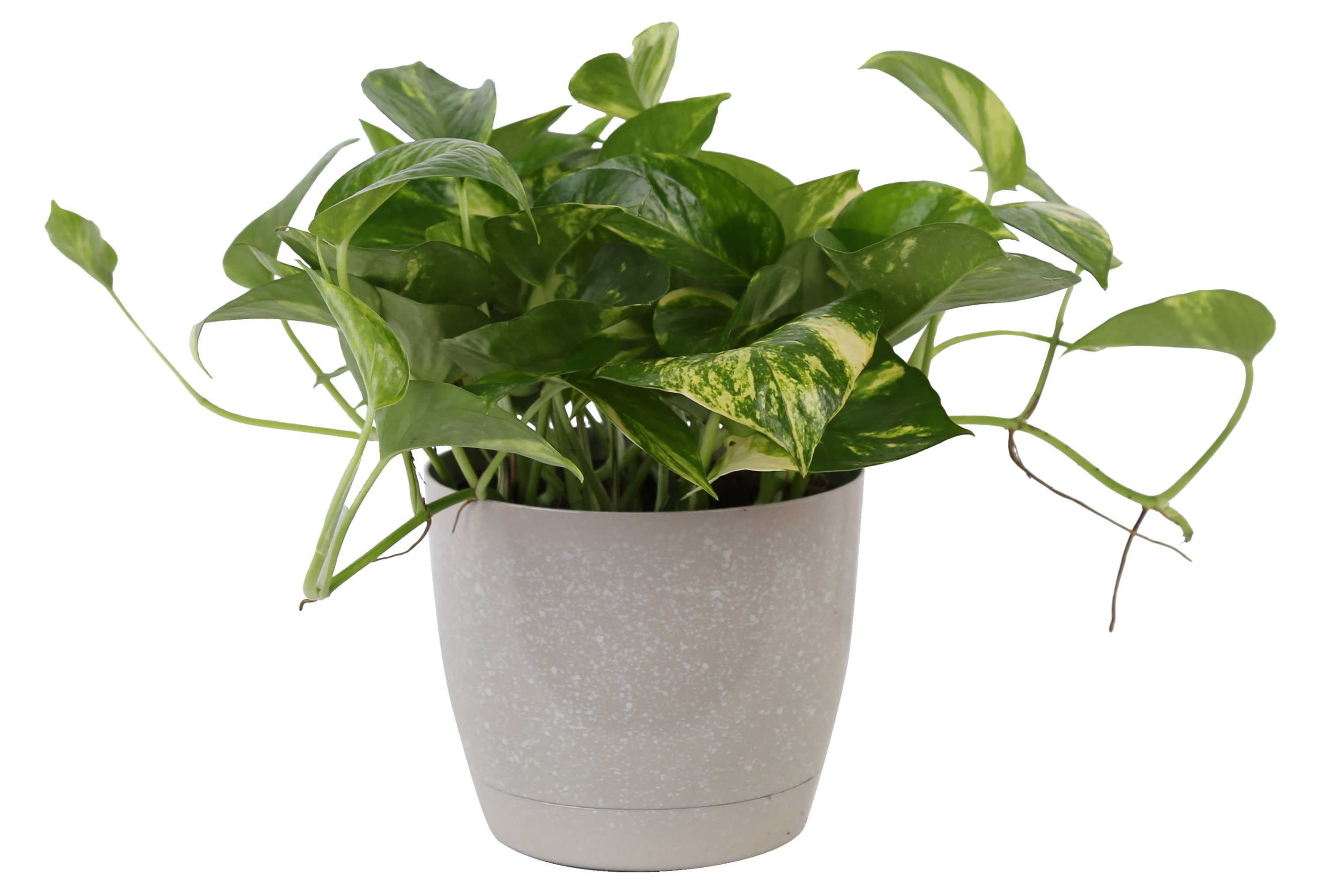 Costa Farms Devil's Ivy Golden Pothos House Plant in 6-in Pot | CO.GP6.1.WW.RED