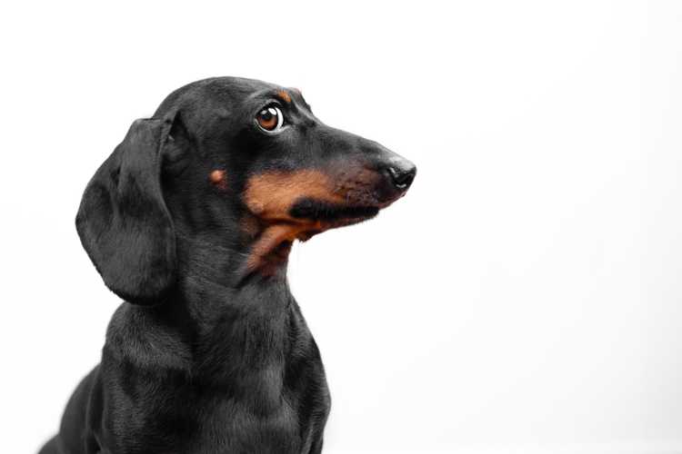 Profile of dachshund dog,