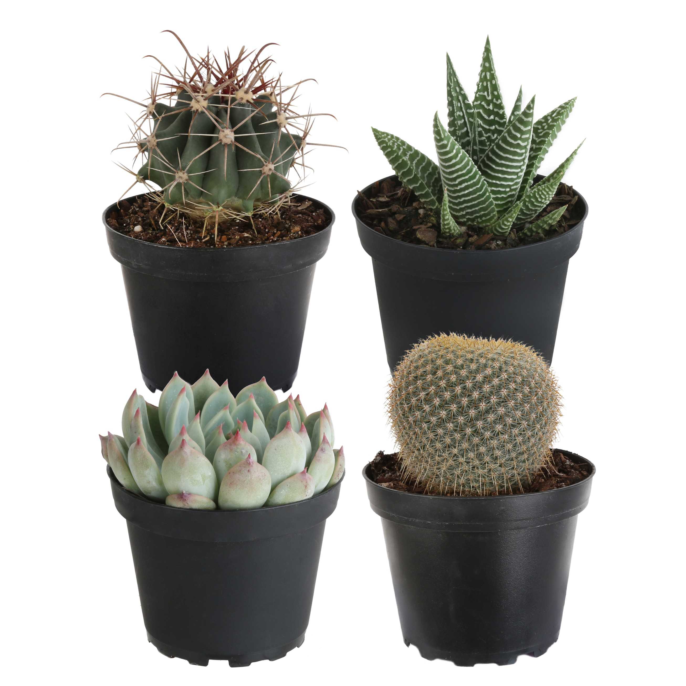 Costa Farms Cacti and Succulents in 4-in Pot | CO.ASS4.1.MP.4.GP