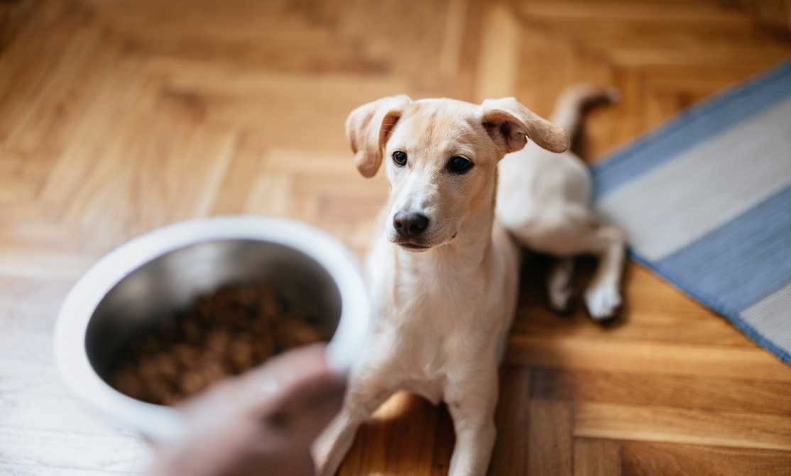 How Much Food Should I Feed My Dog