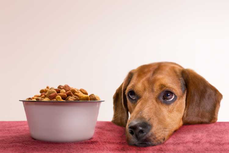 Best Dog Food for Sensitive Stomachs