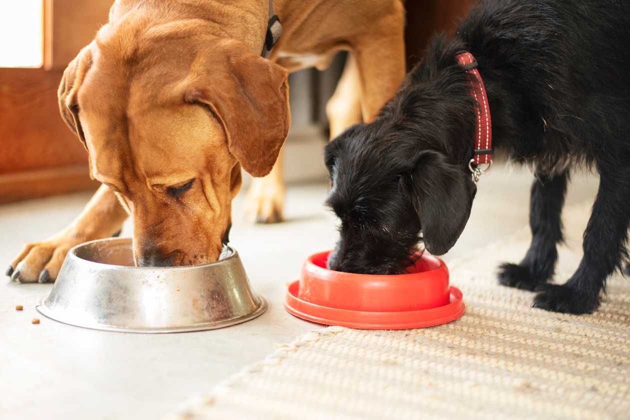 Best Limited Ingredient Dog Food: Top 5 Healthiest Options