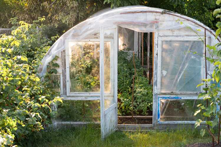 Best Greenhouse Kits