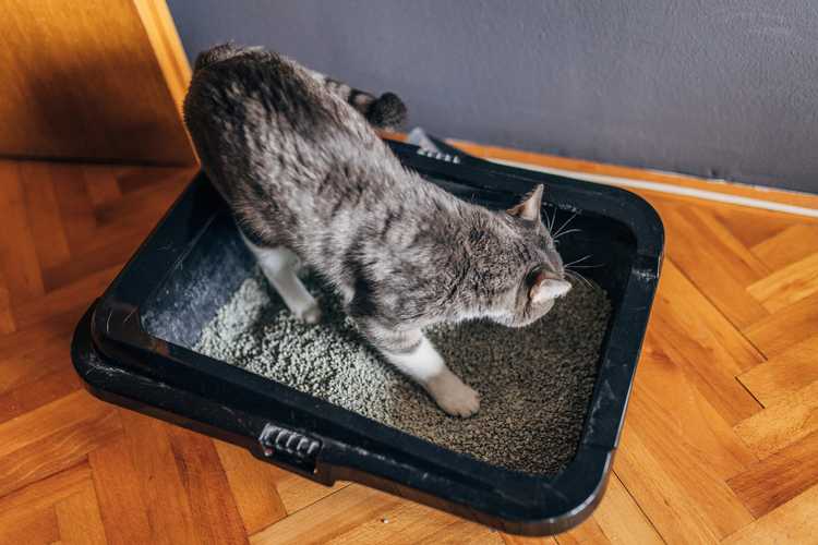 Where to Put a Cat Litter Box