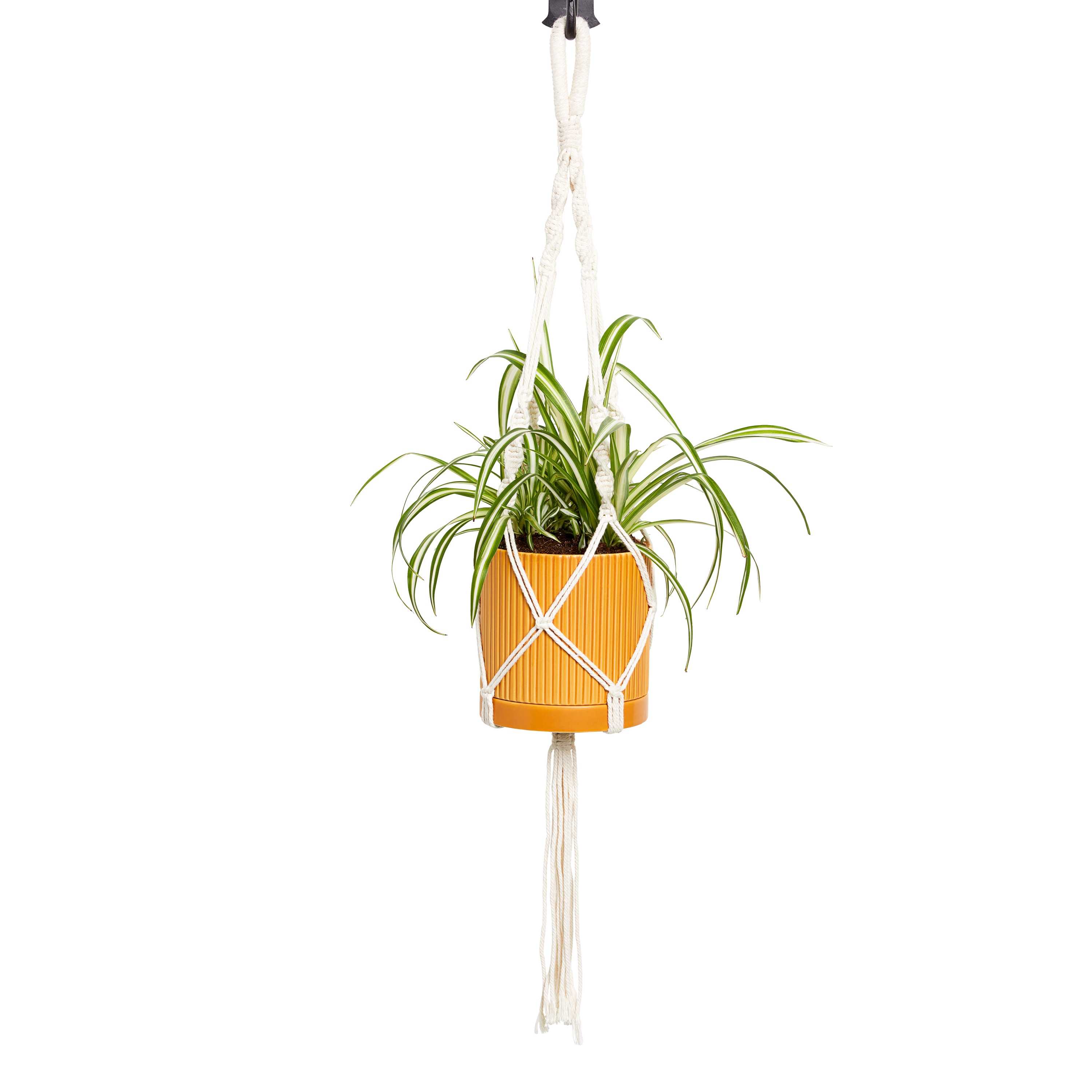 Greendigs Spider Plant House Plant in 5-in Pot | VB21021