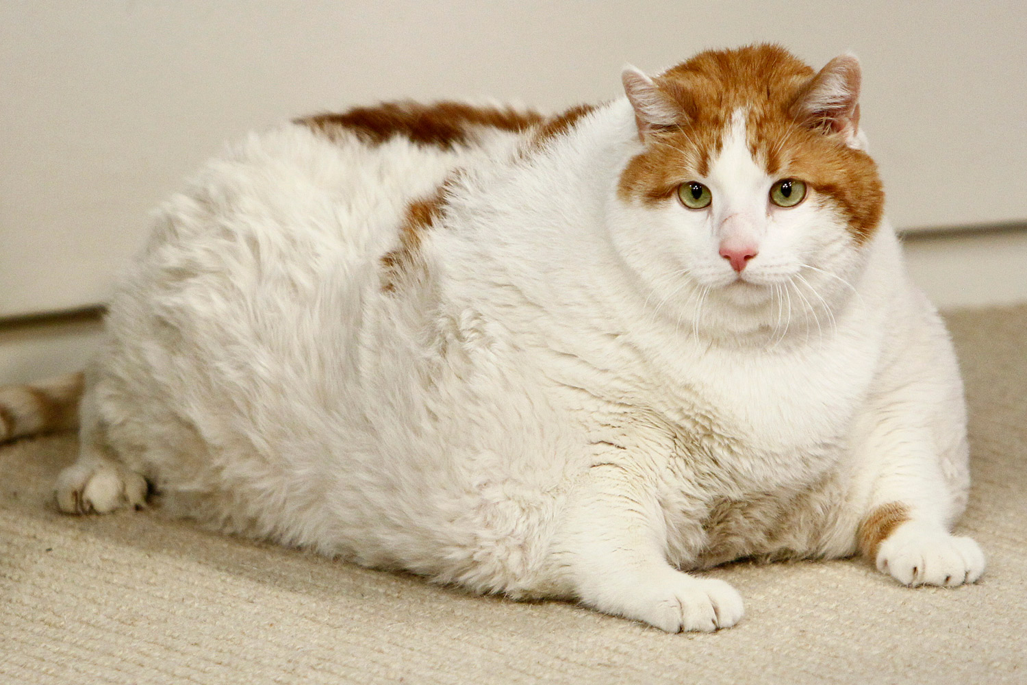 Pet Obesity: Cutest Fat Animals | Time.com