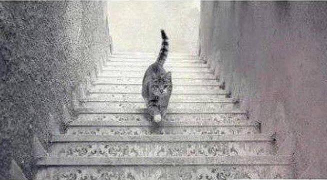 Is the Cat Going Up or Down the Stairs? | Time