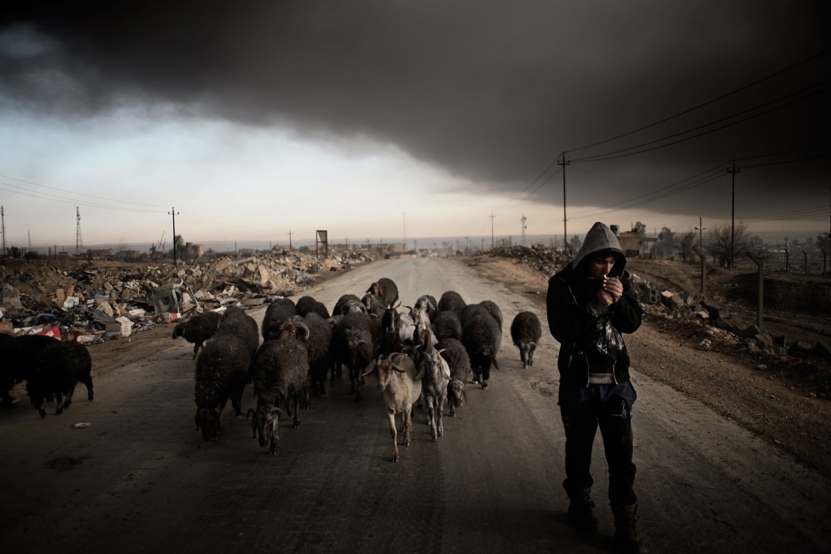 The black sheep in the city Qayyara, south of Mosul. The dense plumes of smoke are emanating from multiple sites about 30 miles (50 km) south of Mosul. The fires were deliberately set by ISIS militants before abandoning the city. The smoke has been persistent over the past three months, blotting out the sun hours before nightfall and creating major health issue for mainly the children in the area.