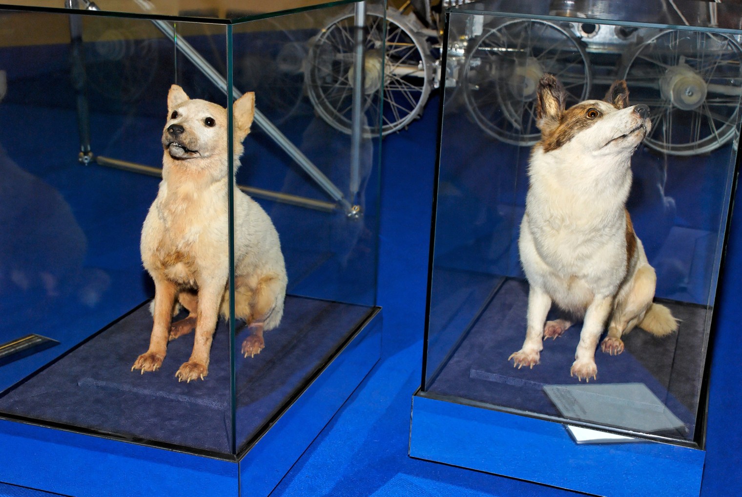 Meet the Heroic Animals That Went Into Space Before Humans