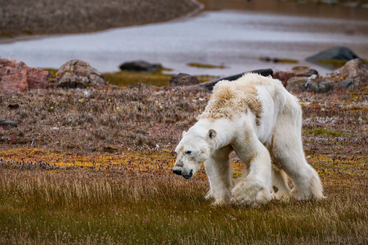cristina-mittermeier-polar-bear-top-100-photos-2017