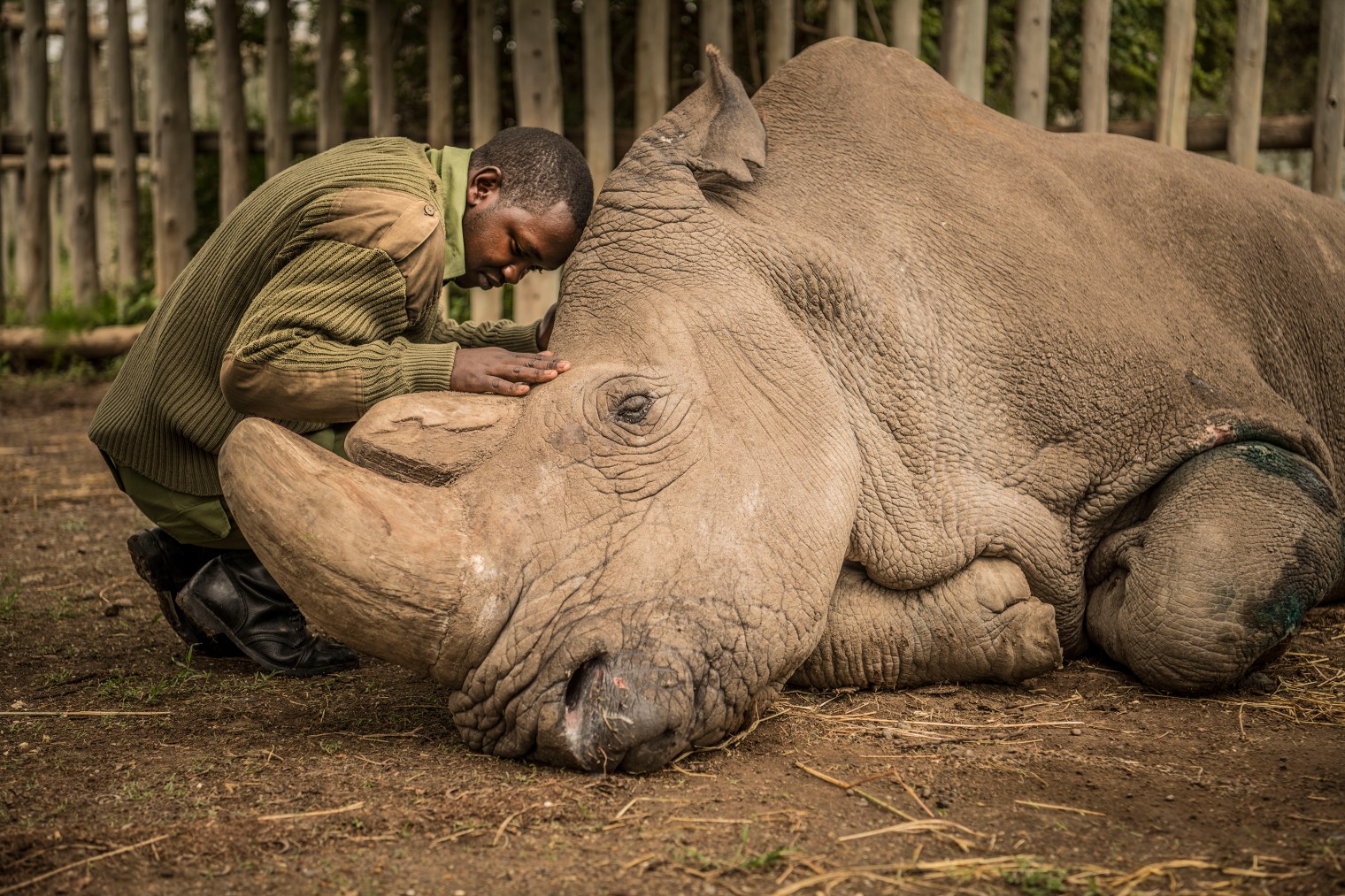 Joseph Wachira, 26, comforts Sudan, the last male Northern White Rhino on the planet, moments before he passed away