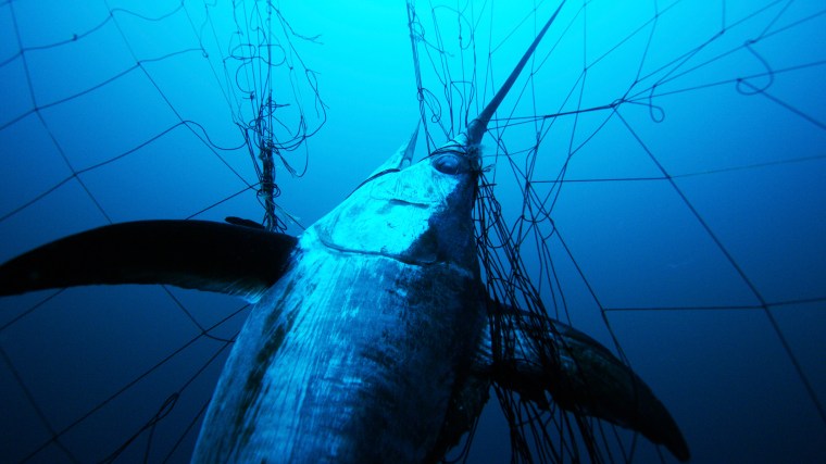 Almost 80% of the world&#039;s marine fish stocks are now fully exploited, overexploited or depleted